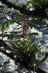 Tillandsia fendleri