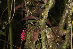 Comparettia rubriflora