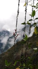 Centropogon urubambae