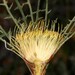 Banksia densa - Photo (c) robert davis, alguns direitos reservados (CC BY-NC), uploaded by robert davis