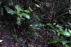 Podocarpus glomeratus