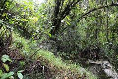 Podocarpus glomeratus