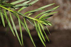 Podocarpus glomeratus