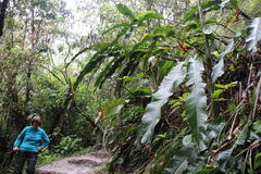 Heliconia subulata
