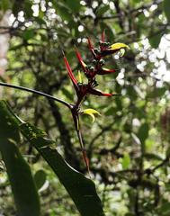 Heliconia subulata
