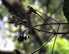 Condaminea corymbosa