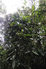 Condaminea corymbosa