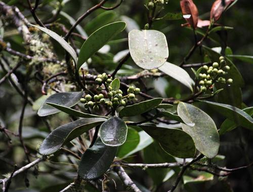 Clusia ducu (Clusia ducu)