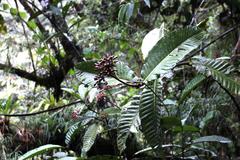 Condaminea corymbosa