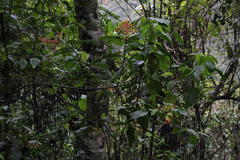 Palicourea thyrsiflora