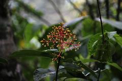 Palicourea thyrsiflora