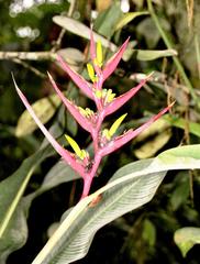 Heliconia subulata