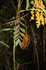 Chamaedorea pinnatifrons