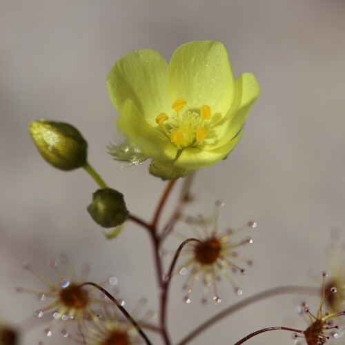 Drosera zigzagia