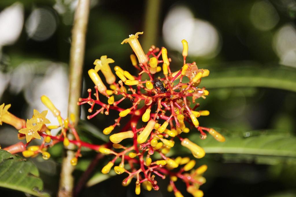Palicourea thyrsiflora