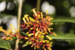 Palicourea thyrsiflora