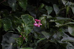 Begonia bracteosa