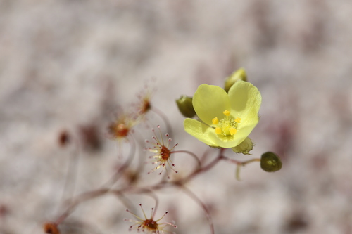 Drosera zigzagia