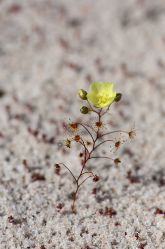Drosera zigzagia