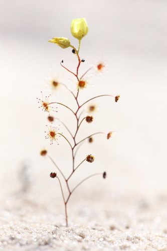 Drosera zigzagia