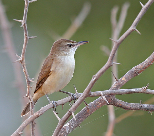 Clamorous Reed Warbler