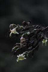 Nicotiana tomentosa