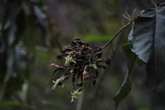Nicotiana tomentosa