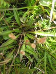 Plantago unibracteata