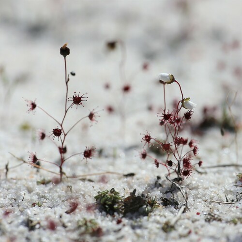 Drosera salina (Drosera salina)