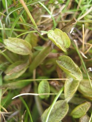 Ranunculus maculatus