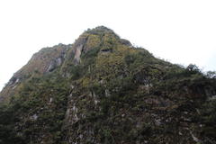 Tillandsia machupicchuensis