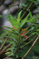 Siphocampylus krauseanus