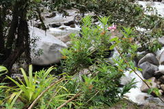 Siphocampylus krauseanus