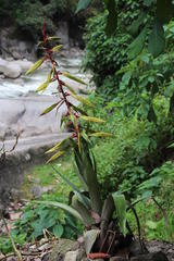 Tillandsia fendleri