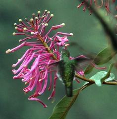 Oreocallis grandiflora