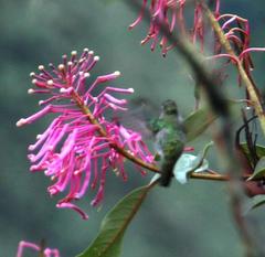 Oreocallis grandiflora