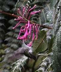 Oreocallis grandiflora