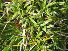 Abrotanella caespitosa
