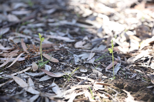 Image of Pterostylis mutica by (c) Hugo Innes, some rights reserved (CC BY)