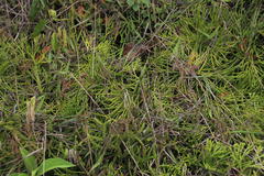 Diphasiastrum thyoides