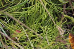 Diphasiastrum thyoides