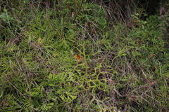 Diphasiastrum thyoides