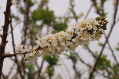 Prunus salicina