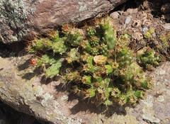 Cumulopuntia boliviana