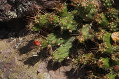 Cumulopuntia boliviana