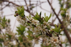 Prunus salicina
