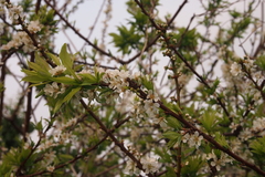 Prunus salicina