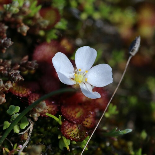 Drosera lowriei