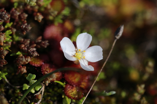 Drosera lowriei