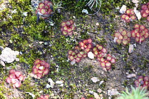 Drosera lowriei